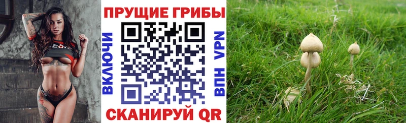 Псилоцибиновые грибы прущие грибы  Купить  Калининград 